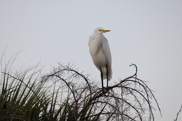  Great Egret Venice Area Audubon Society Florida