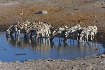 Fototapeta na wymiar Zebraherde am Wasserloch Chudop im Etoscha Nationalpark in Namibia