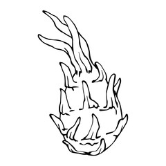 Pitahaya tropical fruit linear sketch.Vector graphics.