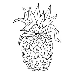 Linear sketch of tropical fruit pineapple.Vector graphics.