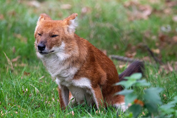 Dhole sitting/resting in the grass. In captivity at a zoo