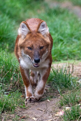 Close up portrait of a dhole on the prowl/walking. In captivity at a zoo