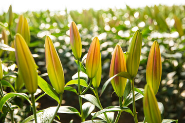 Lily flower in garden.  Lily is in the greenhouse