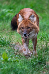 Close up portrait of a dhole on the prowl/walking. In captivity at a zoo