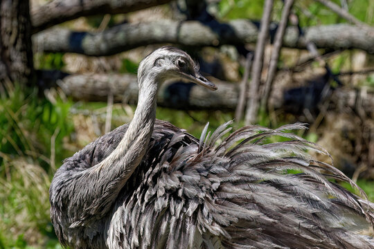  The greater rhea (Rhea americana) that is sometimes called an American ostrich.