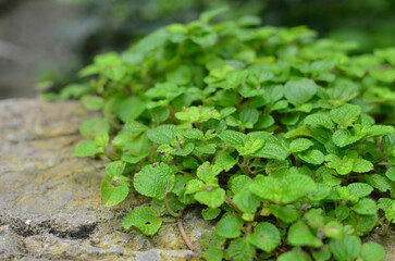 a leaf image, the nature concept photo