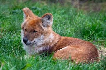 Dhole sitting/resting in the grass. In captivity at a zoo