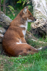 Dhole sitting/resting in the grass. In captivity at a zoo