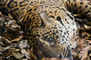 Jaguar (Panthera onca) closeup. It's a large cat species and the only living member of the genus Panthera native to the Americas