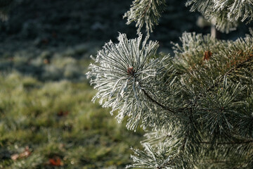 Morning frost on pine needles. Beautiful frosty morning.