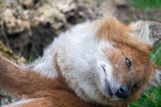 Dhole laying down/resting. In captivity at a zoo