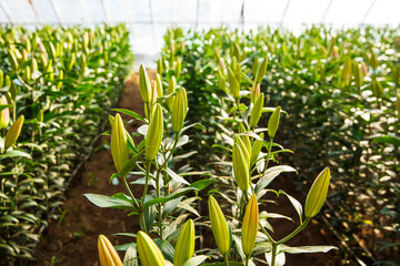 Lily flower in garden.  Lily is in the greenhouse