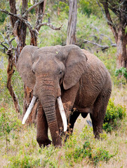 African Bull Elephant Kenya East Africa