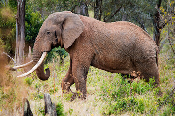 Naklejka premium African Bull Elephant Kenya East Africa