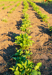 Young potato plant growing in the field, close up. Agriculture concept