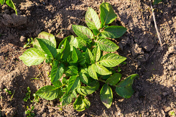 Young potato plant growing in the field, close up. Agriculture concept