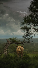 vaca con fondo de tormenta