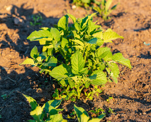 Young potato plant growing in the field, close up. Agriculture concept