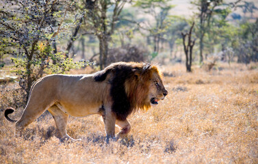 Male Lion hunting in Kenya East Africa 