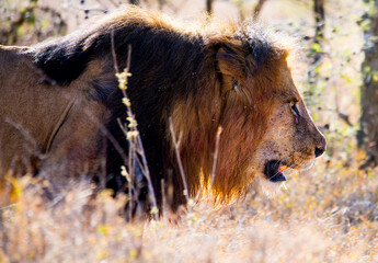 Male Lion hunting in Kenya East Africa 