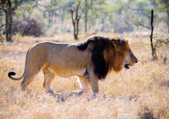 Male Lion hunting in Kenya East Africa 