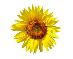 Sunflower with bee isolated on transparent background, PNG.