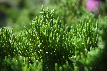 Stock photos of flower plants taken up close, perfect for backgrounds