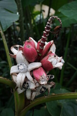 Tropical Banana-Like Red Fruits
