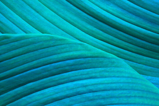 Close-up macro nature exotic bright blue green leave texture tropical Jungle plant spathiphyllum cannifolium in dark background.Curve leaf floral botanical desktop wallpaper,website cover backdrop.