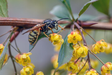 Bee close-up on a natural background. Insects, wildlife.