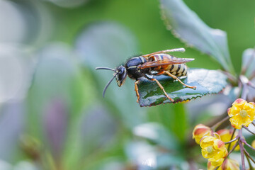 Bee close-up on a natural background. Insects, wildlife.