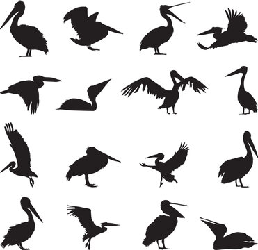 Set pelican silhouette vector illustration
