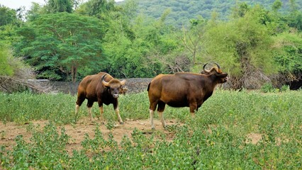 The gaur also known as the Indian bison is a bovine native to South and southeast Asia. - obrazy, fototapety, plakaty