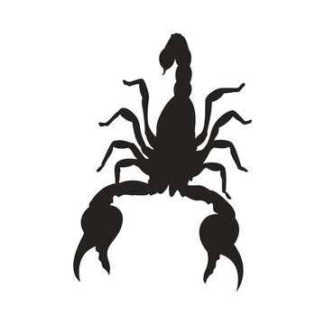 scorpion silhouette creative design. Vector illustration.