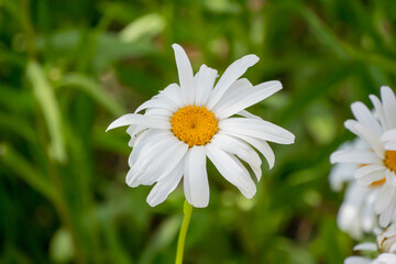 Fototapeta premium Beautiful White Shasta Daisies Growing In The Garden In Summer