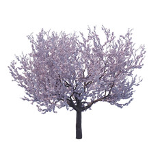 Blossoming cherry tree isolated transparent background 3d rendering
