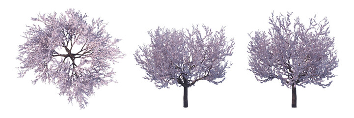 Obraz na płótnie Canvas Blossoming cherry tree isolated transparent background 3d rendering 