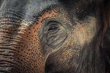 Amazing detail on an elephant's head with an eye. - obrazy, fototapety, plakaty