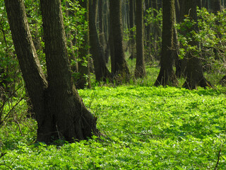 Springtime in the wild forest, sunny morning  

