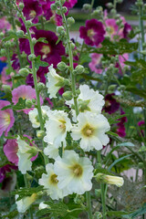 Mixed Colors Mandevilla Flowers Growing In The Garden In Summer