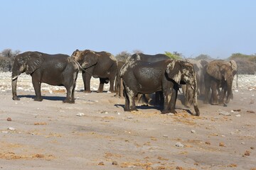 Naklejka premium Elefanten (loxodonta africana) am Wasserloch Chudop im Etoscha Nationalpark in Namibia. 