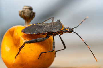 kissing bug on Halloween pumpkin - A kissing bug, often known in Latin America as vinchuca, spreads...