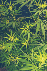 Vertical Green weed Marijuana tree cannabis plant narcotic herbal in CBC greenhouse. Hemp leaf made...