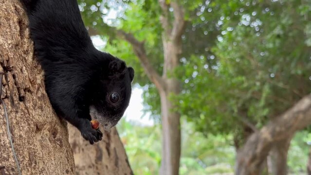 A squirrel hangs upside down on a palm tree and eats a brown rodent nut in Thailand. High quality 4k footage