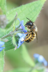 Vertical shot of female red mason bee enjoying the nectar of the blue flowers Pentaglottis sempervirens