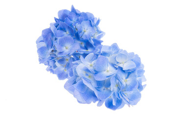 Fototapeta premium blue hydrangea flowers isolated