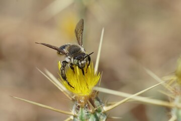 Closeup on the Mediterranean wood-borig golden bee, Lithurgus chrysurus sipping nectar on the yellow flowers of Centaurea solstitialis