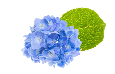 blue hydrangea flowers isolated