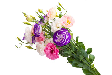 eustoma flowers isolated