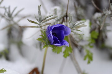 Closeup Anemone coronaria MR FOKKER known as blue poppy anemone with blurred background in winter garden